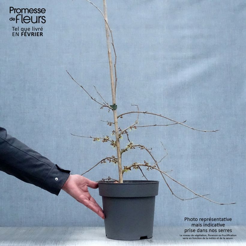 Amostra de Hamamelis japonica Pendula - Hamamelis pleureur Vaso de 6 L/7 L tal como entregue no inverno