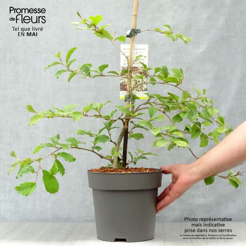 Amostra de Hamamélis-do-japão Pendula - Hamamelis japonica Vaso de 6 L/7 L tal como entregue na primavera