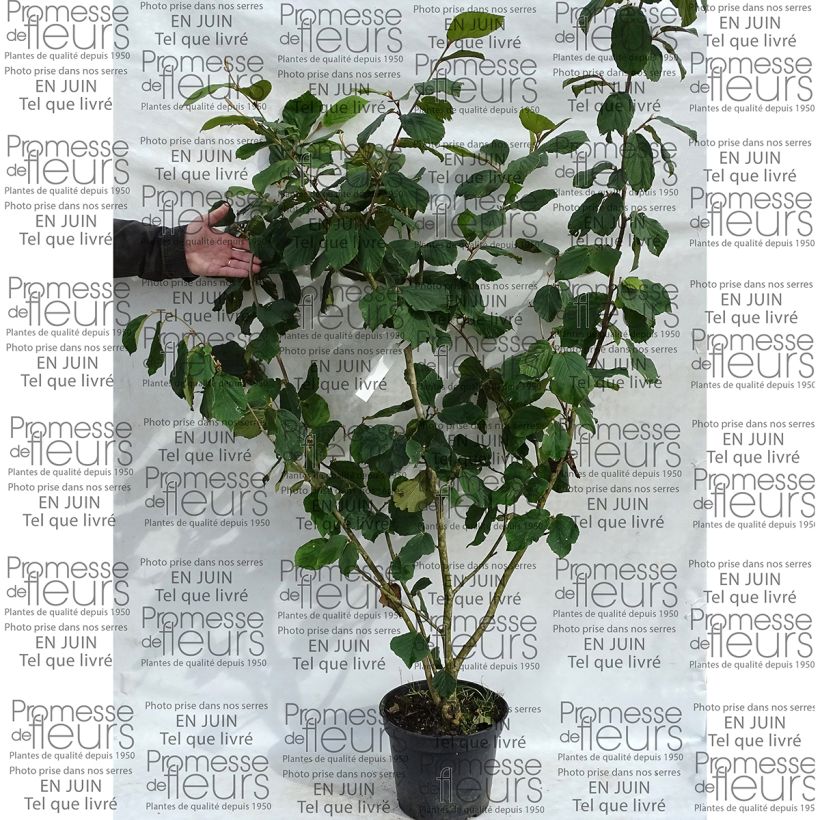 Exemplo de amostra de Noisetier des sorcières - Hamamelis mollis Pallida Vaso de 7,5 L/10 L tal como entregue