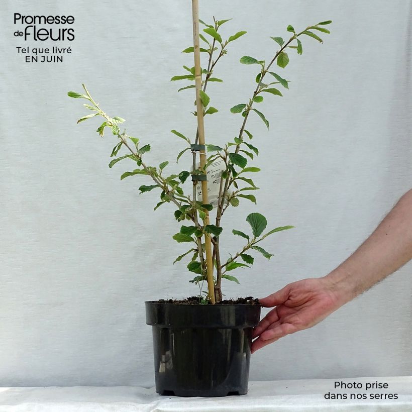 Amostra de Hamamélis Pallida Vaso de 4 L/5 L tal como entregue no verão