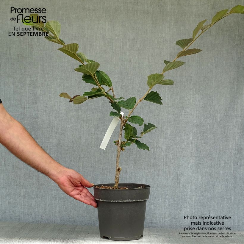 Amostra de Hamamélis Washington Park Vaso de 4 L/5 L tal como entregue no outono