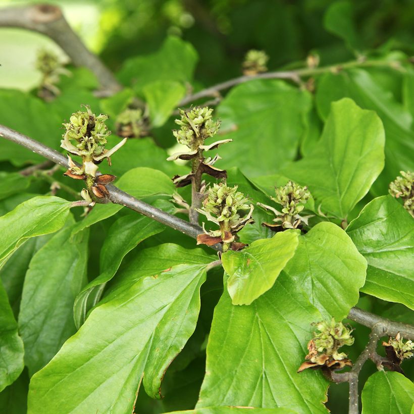 Hamamelis virginiana (Folhagem)