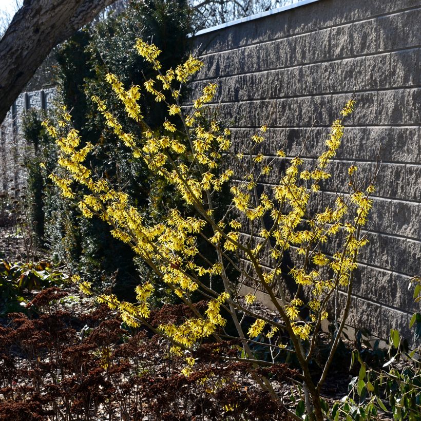 Hamamelis virginiana (Hábito)