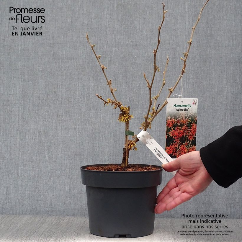 Amostra de Hamamelis (x) intermedia Aphrodite - Noisetier de sorcière Vaso de 3 L/4 L tal como entregue no inverno