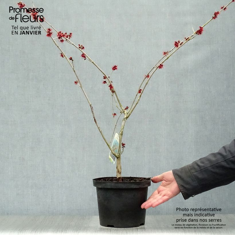 Amostra de Hamamelis (x) intermedia Feuerzauber - Noisetier de sorcière Vaso de 4 L/5 L tal como entregue no inverno