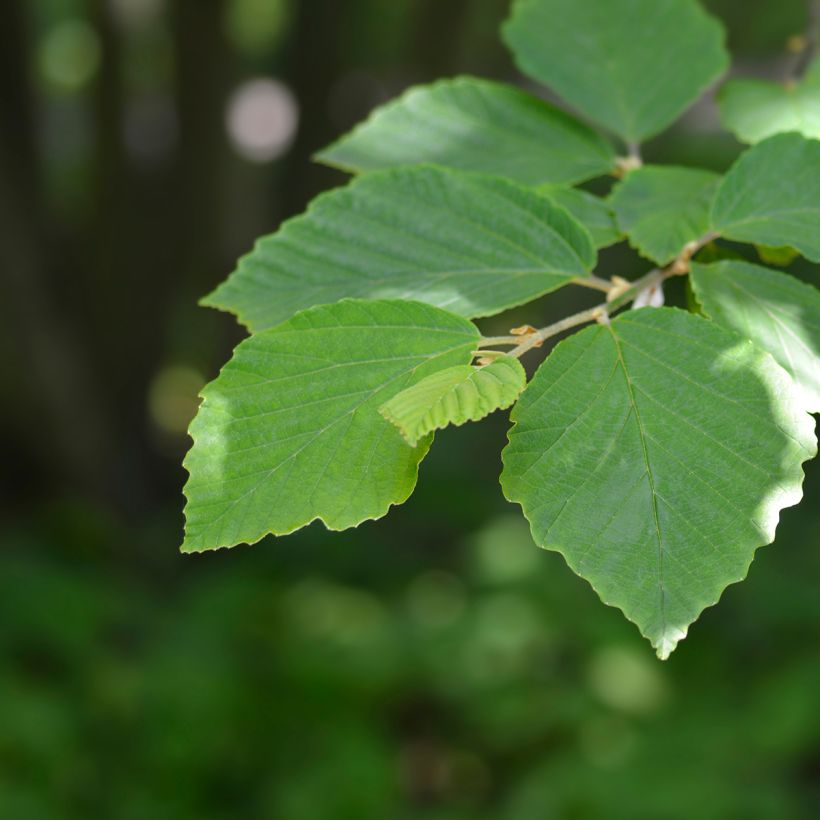 Hamamélis-do-japão Zuccariniana - Hamamelis japonica (Folhagem)