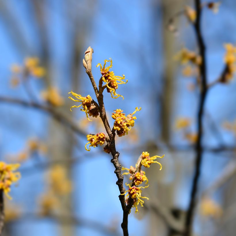 Hamamélis-do-japão Zuccariniana - Hamamelis japonica (Floração)