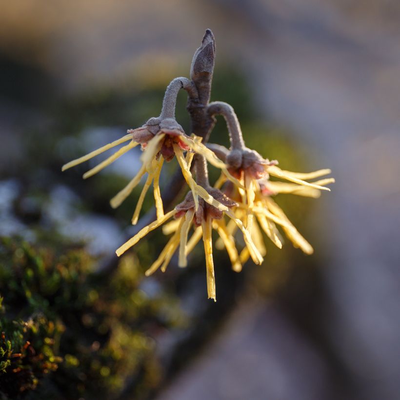 Hamamélis Pallida (Floração)