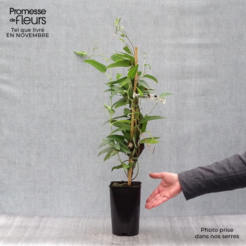 Amostra de Hardenbergia violacea Vaso de 2 L/3 L tal como entregue no outono