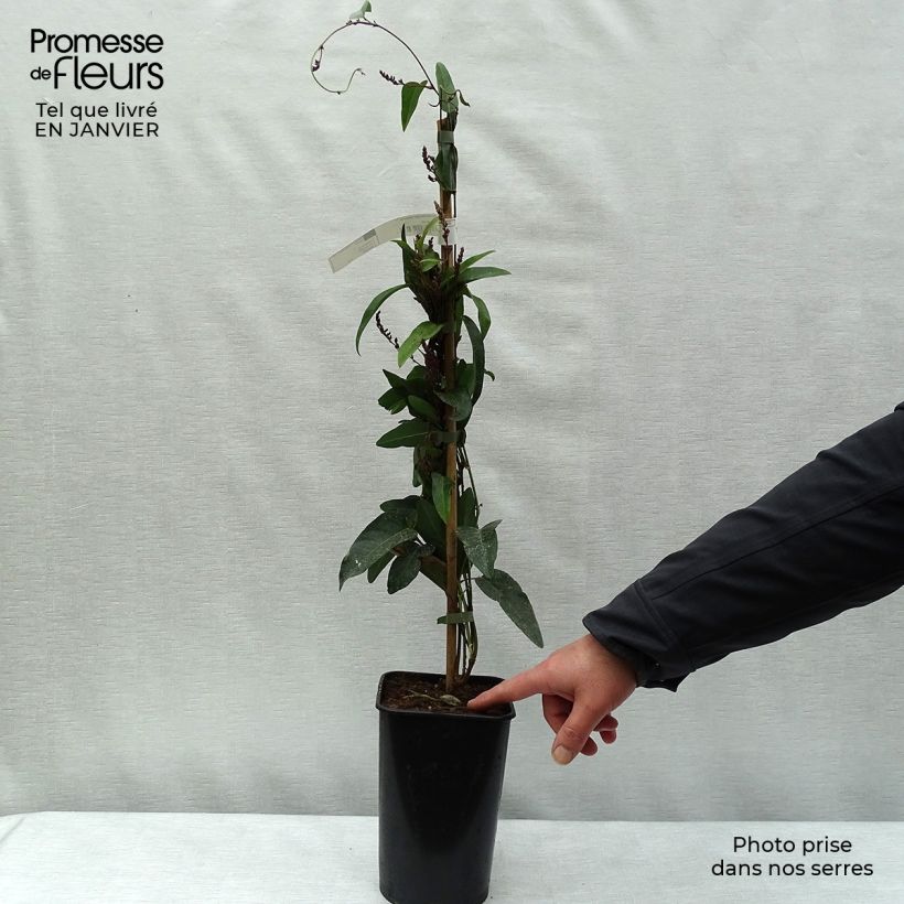 Amostra de Hardenbergia violacea Vaso de 2 L/3 L tal como entregue no inverno