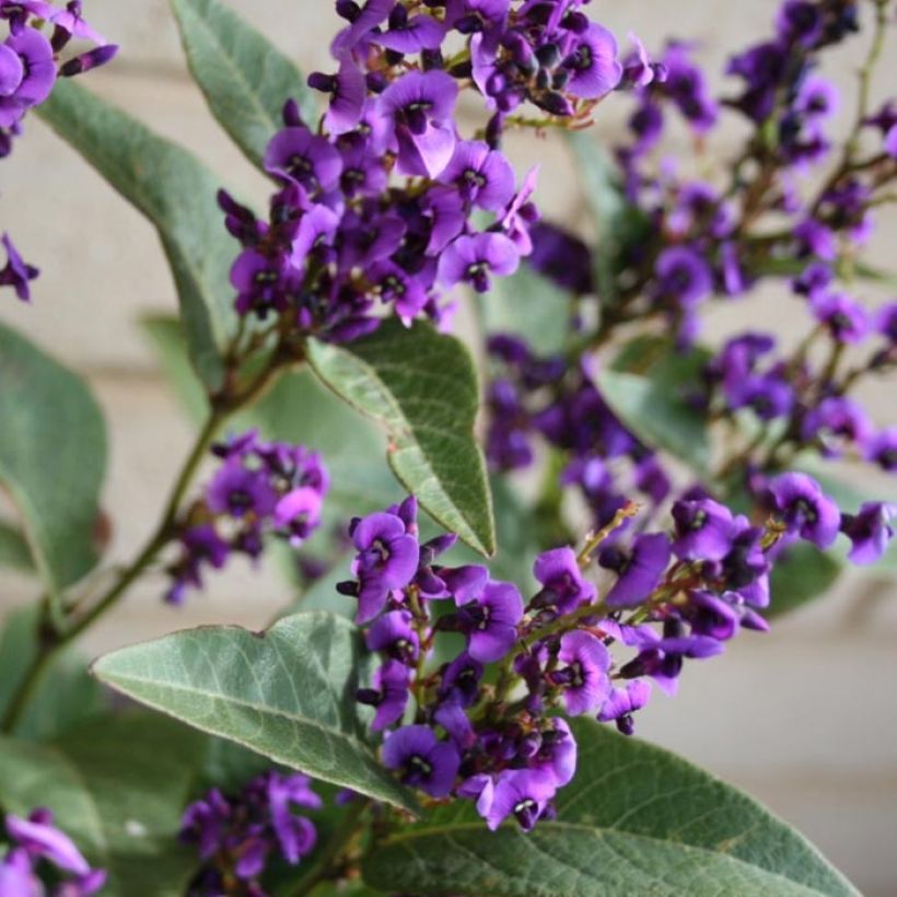 Hardenbergia violacea Regent (Floração)