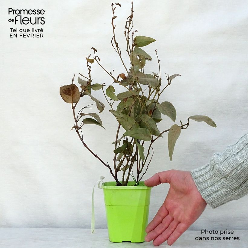 Amostra de Hardenbergia violacea Regent Vaso de 1 L/1,5 L tal como entregue no inverno