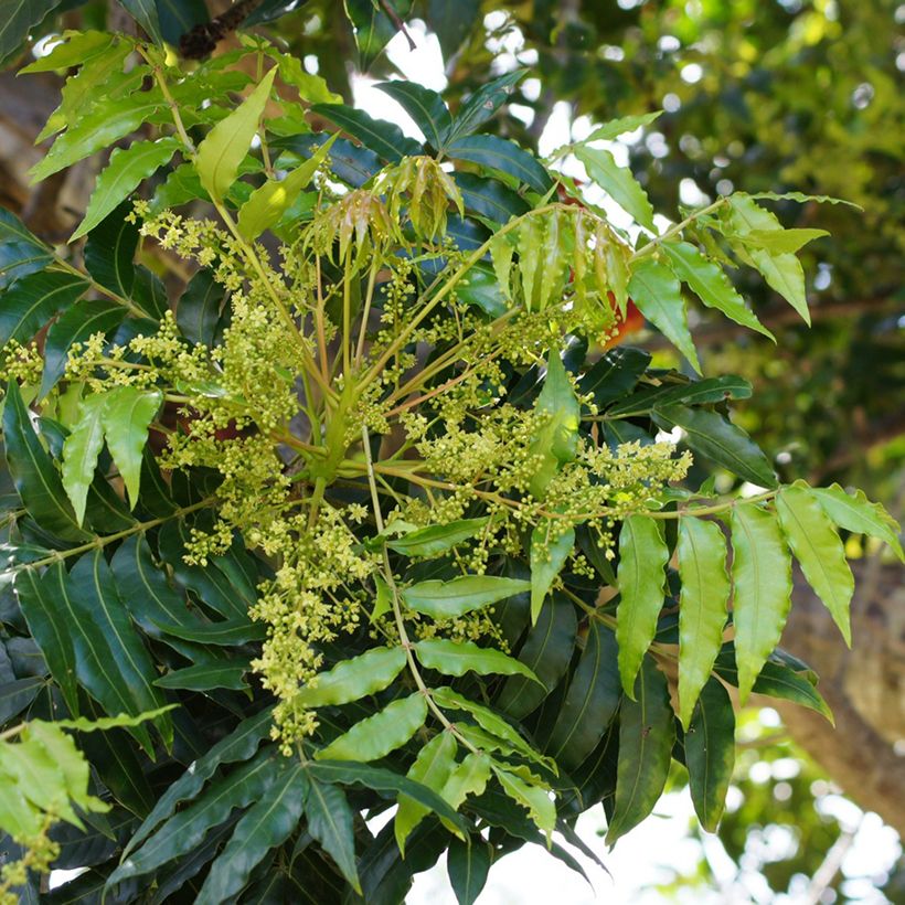 Harpephyllum caffrum (Floração)