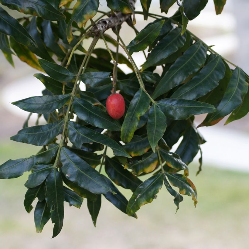 Harpephyllum caffrum (Colheita)