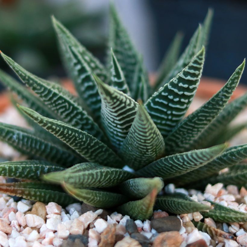 Haworthia limifolia (Folhagem)