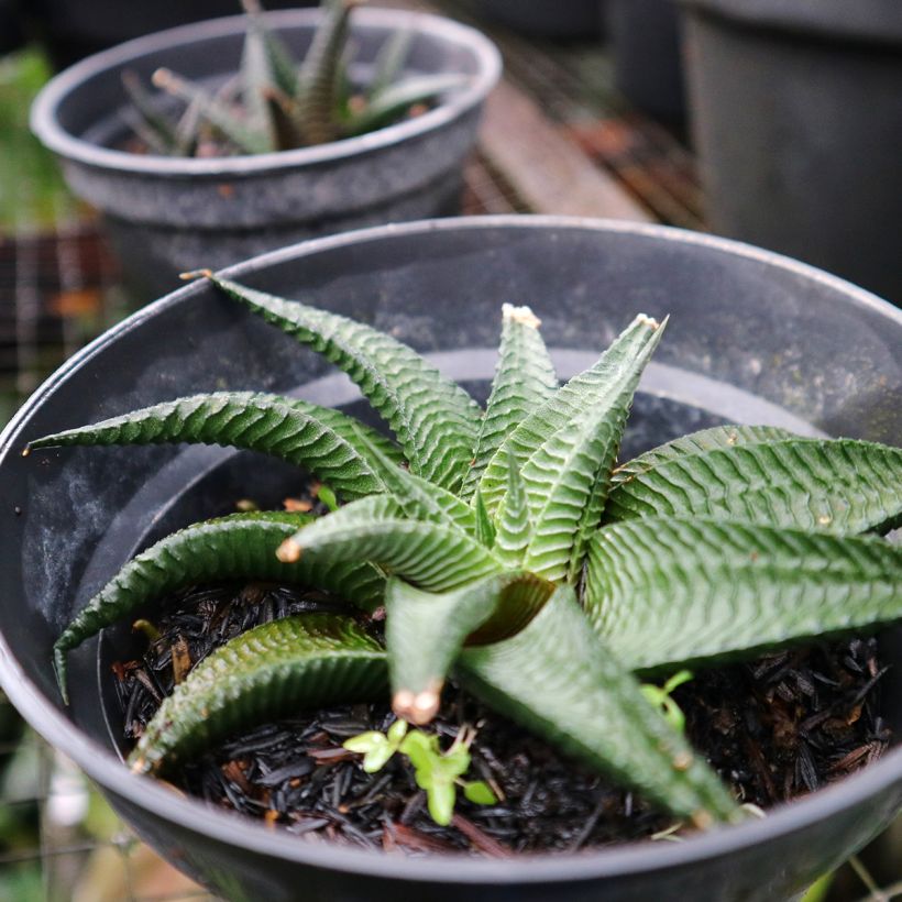 Haworthia limifolia (Hábito)