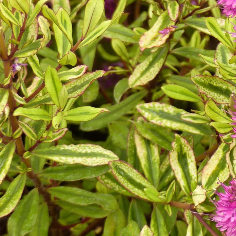 Hebe Celebration (Folhagem)