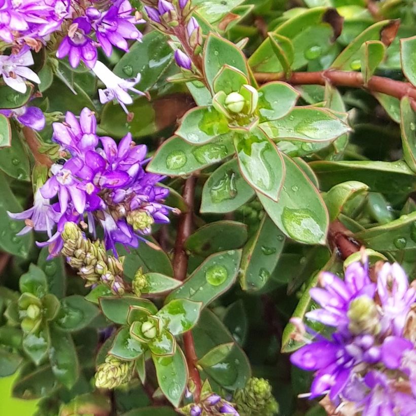 Hebe Claret Crush (Folhagem)