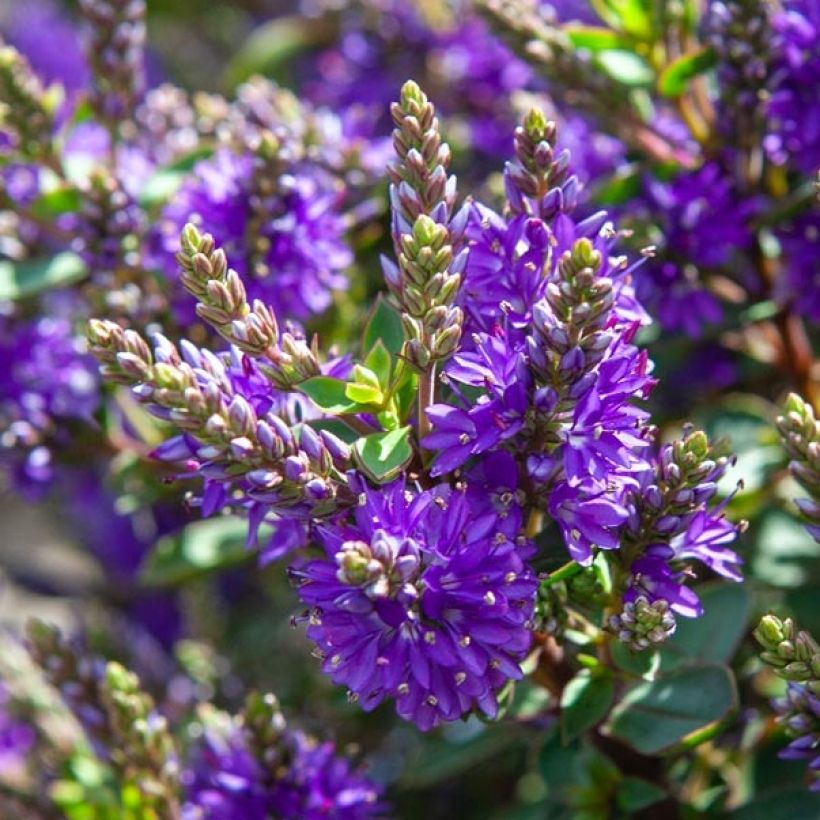 Hebe Claret Crush (Floração)