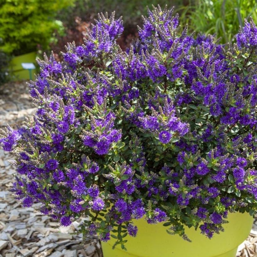 Hebe Claret Crush (Hábito)