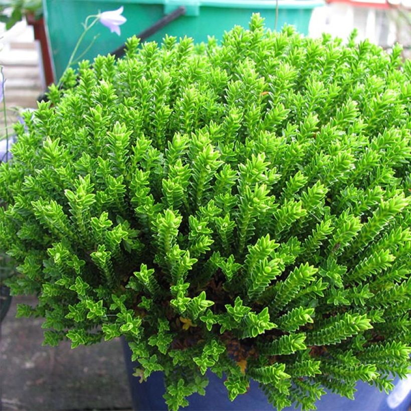 Hebe Emerald Green (Hábito)