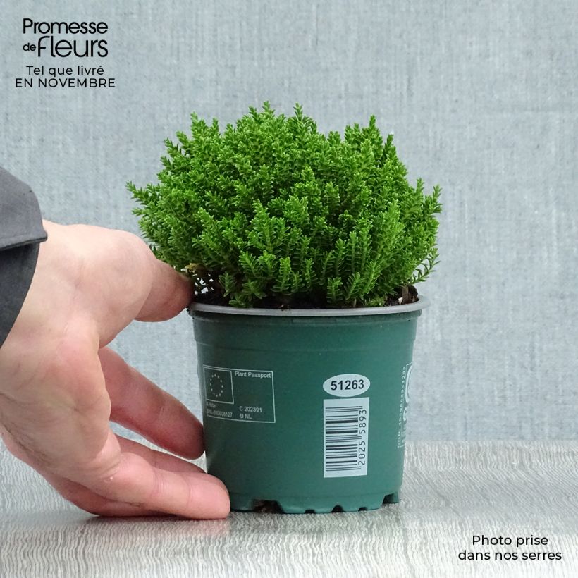 Amostra de Hebe Emerald Green Vaso de 2 L/3 L tal como entregue no outono
