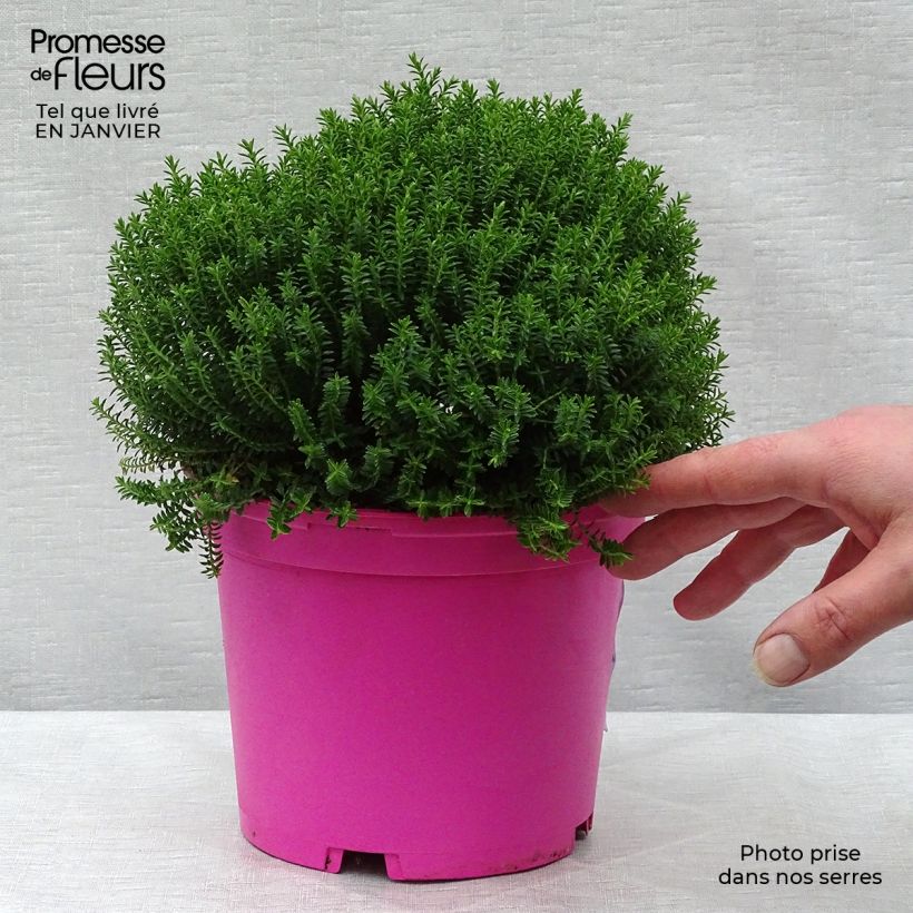 Amostra de Hebe Green Globe Vaso de 1,5 L/2 L tal como entregue no inverno