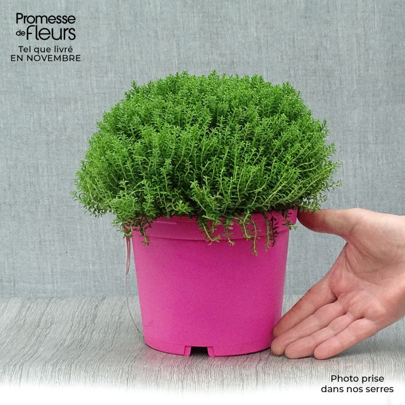 Amostra de Hebe Green Globe Vaso de 1,5 L/2 L tal como entregue no outono