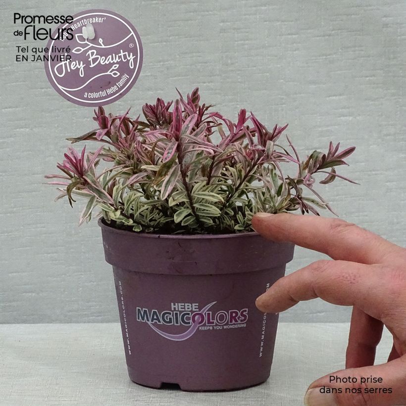 Amostra de Hebe Heartbreaker - Véronique arbustive Vaso de 1 L/1,5 L tal como entregue no inverno