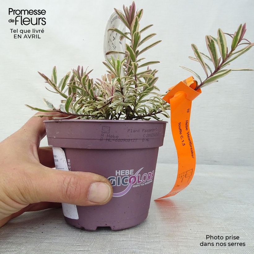 Amostra de Hebe Heartbreaker Vaso de 1 L/1,5 L tal como entregue na primavera