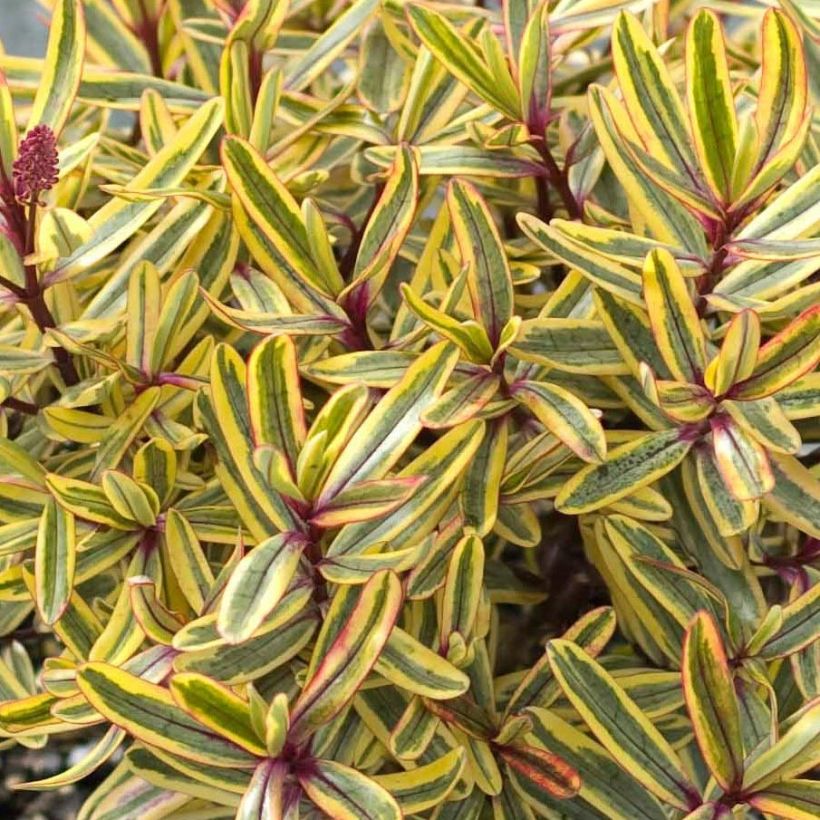 Hebe Jewel of the Nile (Folhagem)