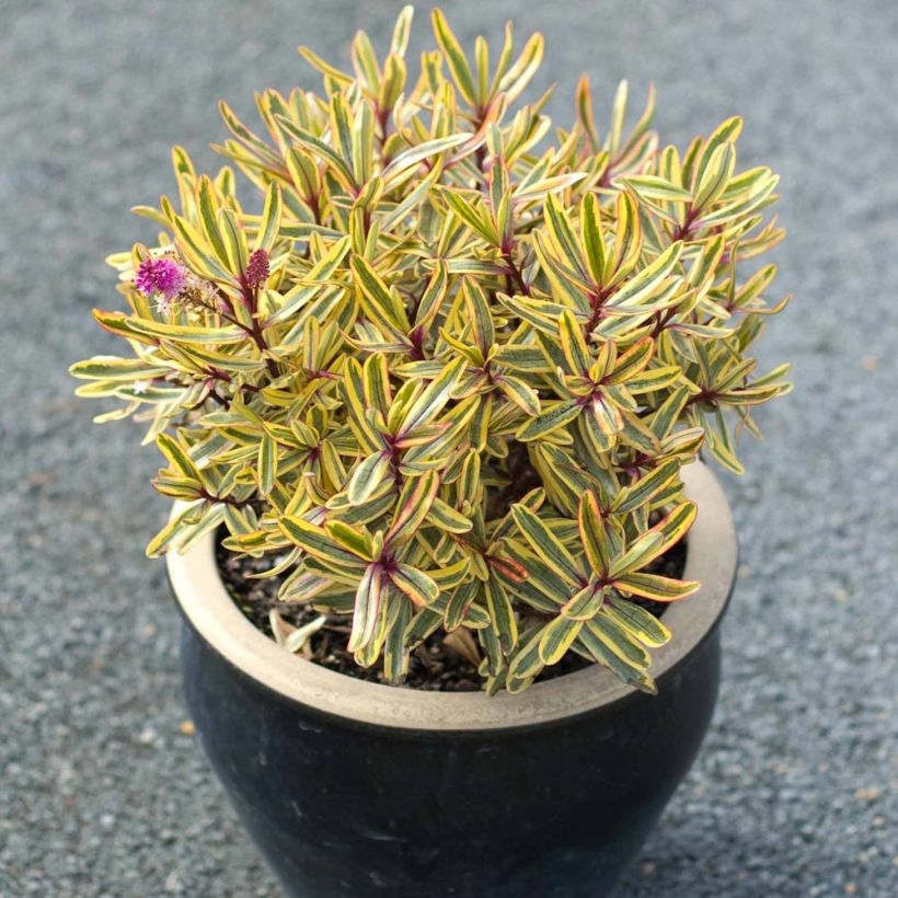 Hebe Jewel of the Nile (Hábito)