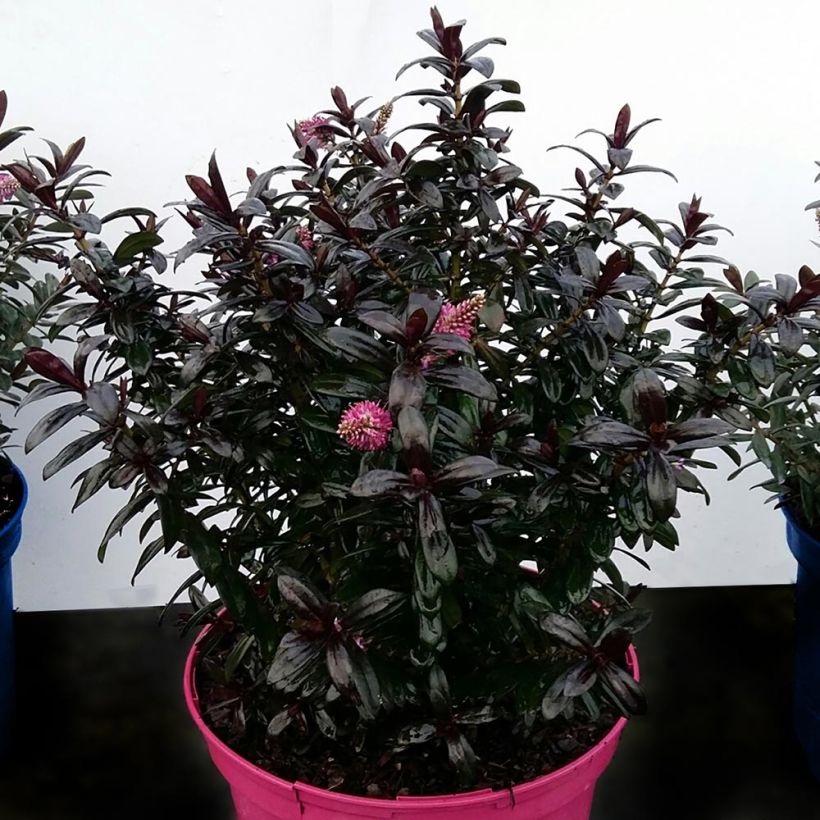 Hebe Joan Mac (Hábito)