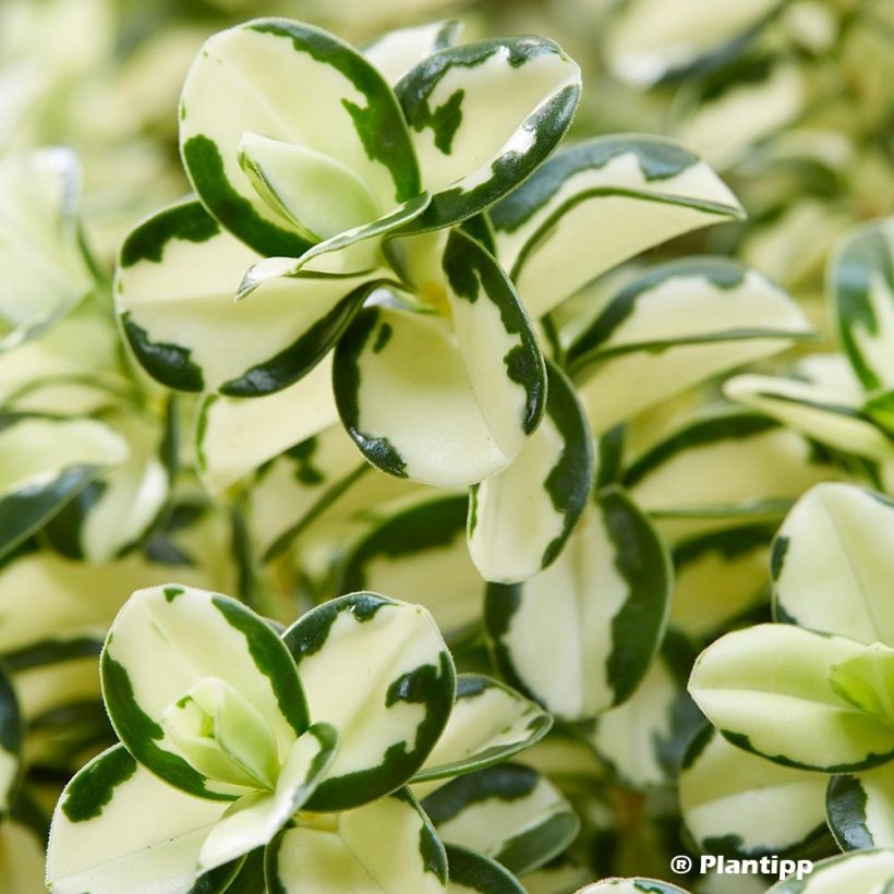 Hebe Leopard Spot (Folhagem)