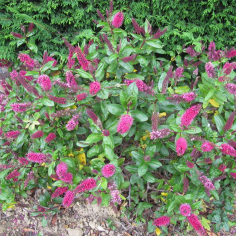 Hebe addenda Linda (Floração)