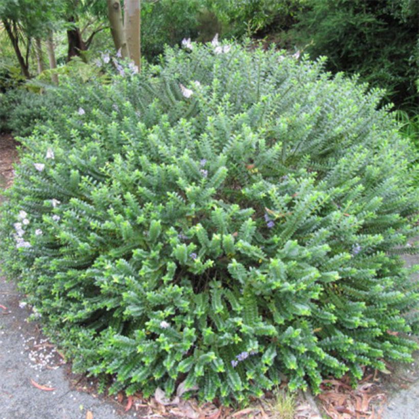 Hebe addenda Linda (Hábito)