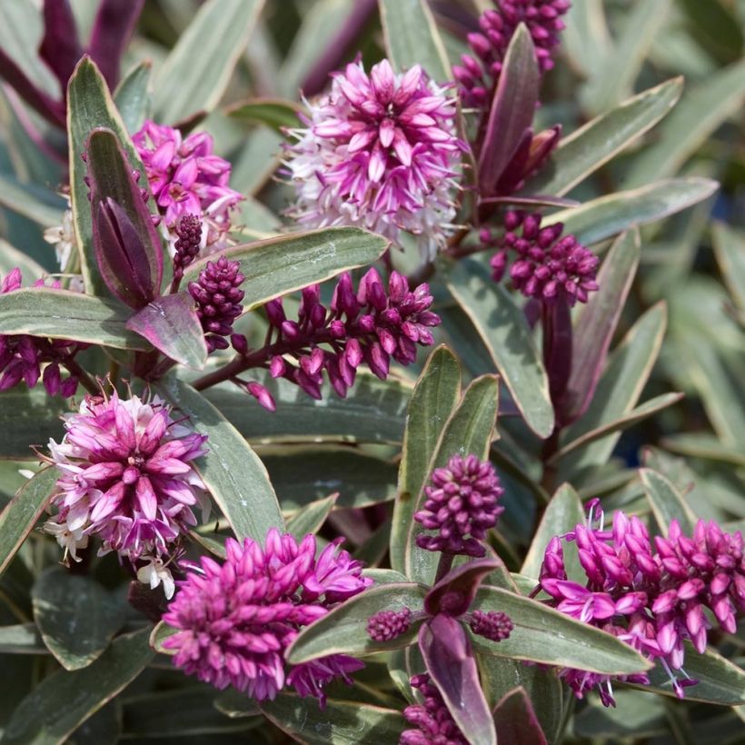 Hebe Marilyn Monroe (Folhagem)