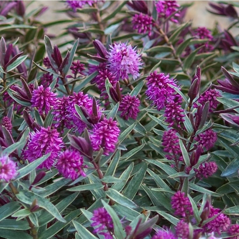 Hebe Marilyn Monroe (Floração)