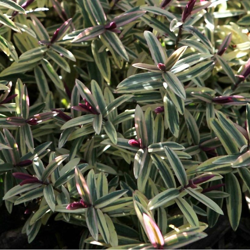 Hebe Orphan Annie (Folhagem)