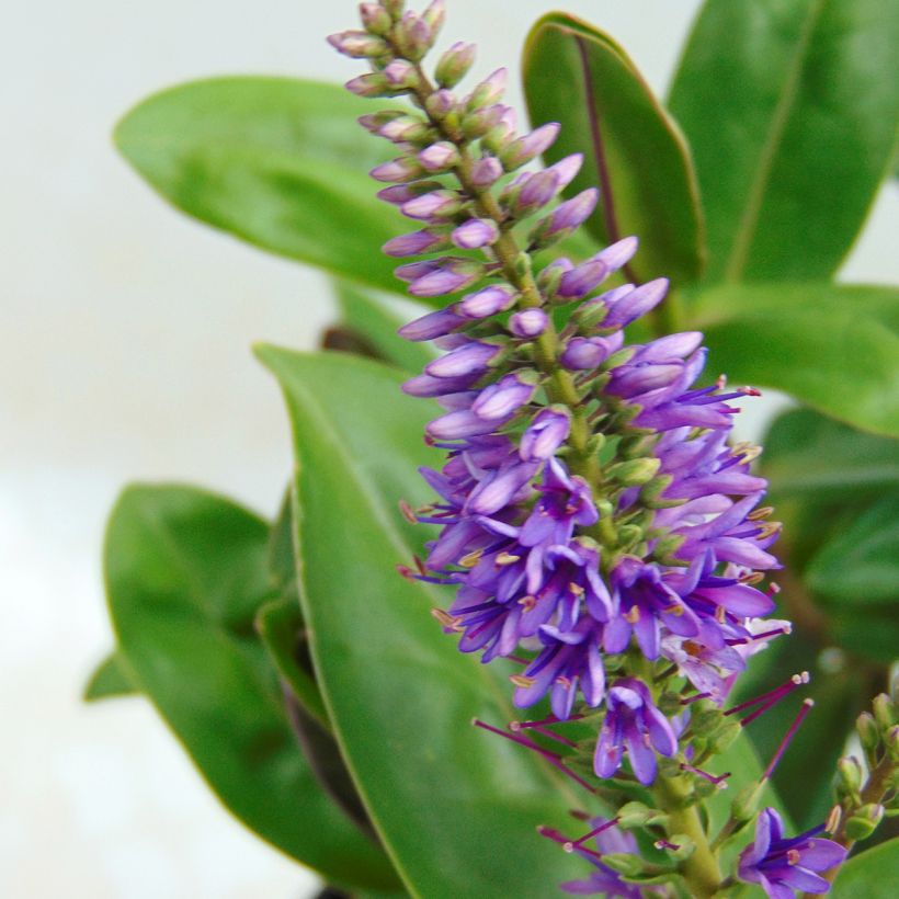 Hebe Ouessant (Floração)