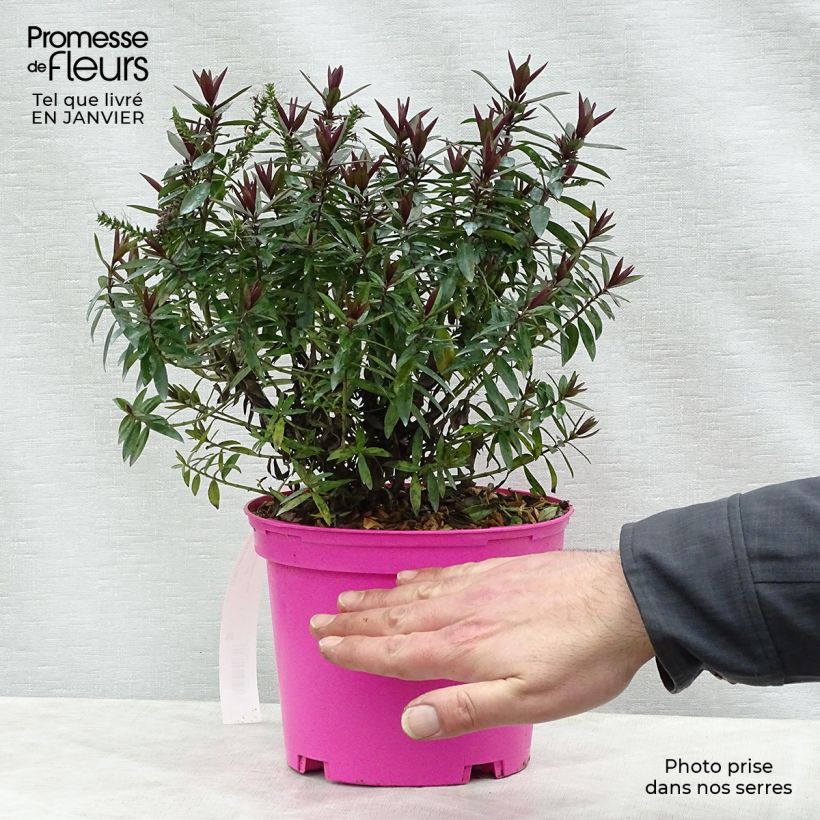 Amostra de Hebe Raspberry Ripple - Véronique arbustive. Vaso de 2 L/3 L tal como entregue no inverno