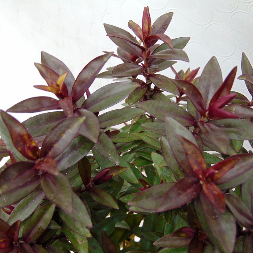 Hebe Raspberry Ripple (Folhagem)