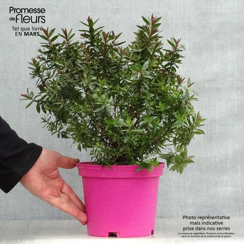 Amostra de Hebe Raspberry Ripple Vaso de 2 L/3 L tal como entregue na primavera