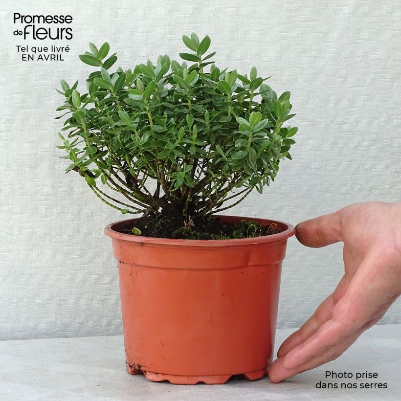 Amostra de Hebe albicans Red Edge Vaso de 2 L/3 L tal como entregue na primavera