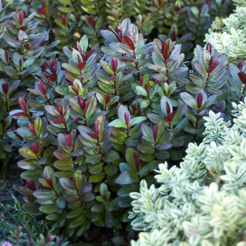 Hebe Santa Monica (Hábito)