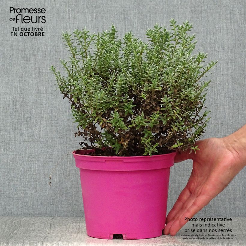 Amostra de Hebe pinguifolia Sutherlandii Vaso de 2 L/3 L tal como entregue no outono