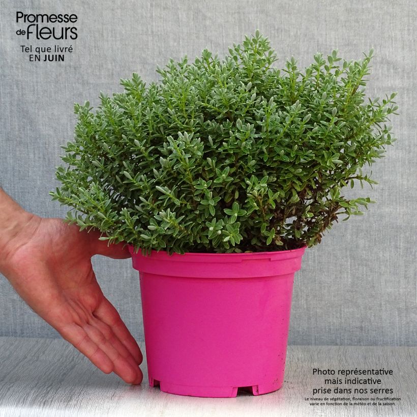 Amostra de Hebe pinguifolia Sutherlandii Vaso de 2 L/3 L tal como entregue no verão