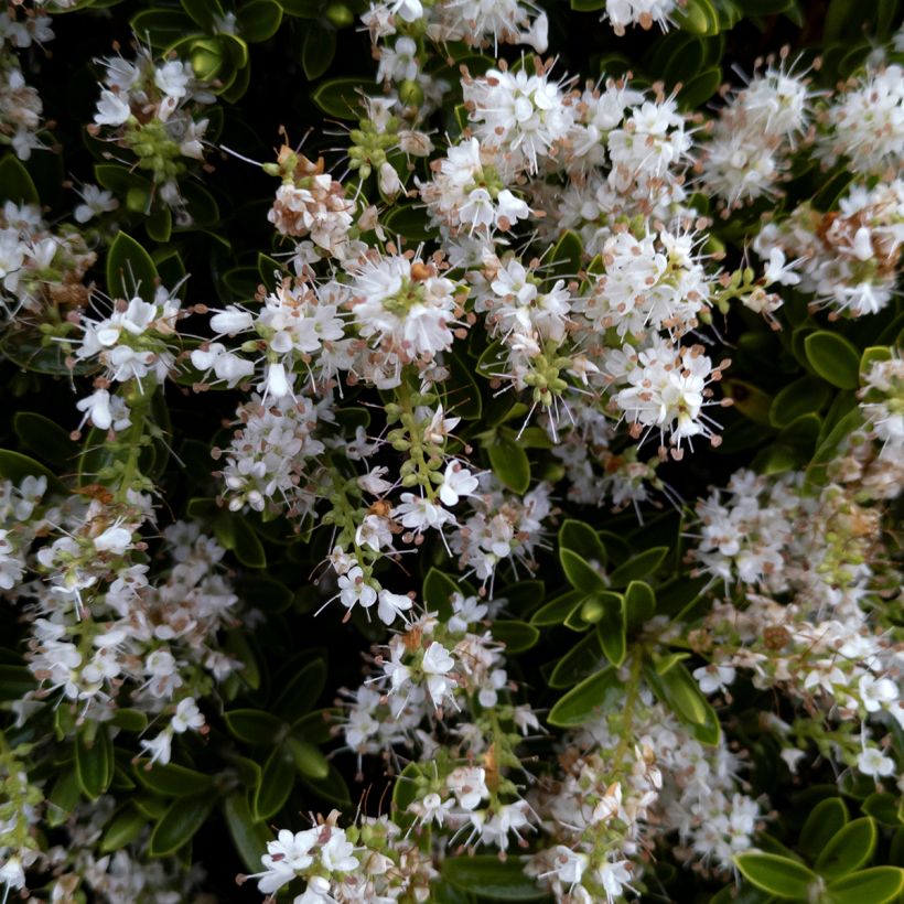 Hebe pinguifolia Sutherlandii (Floração)