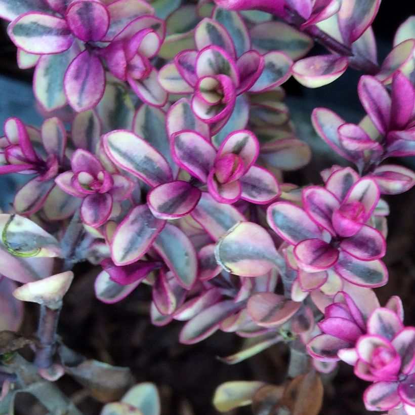 Hebe Tip Top (Folhagem)