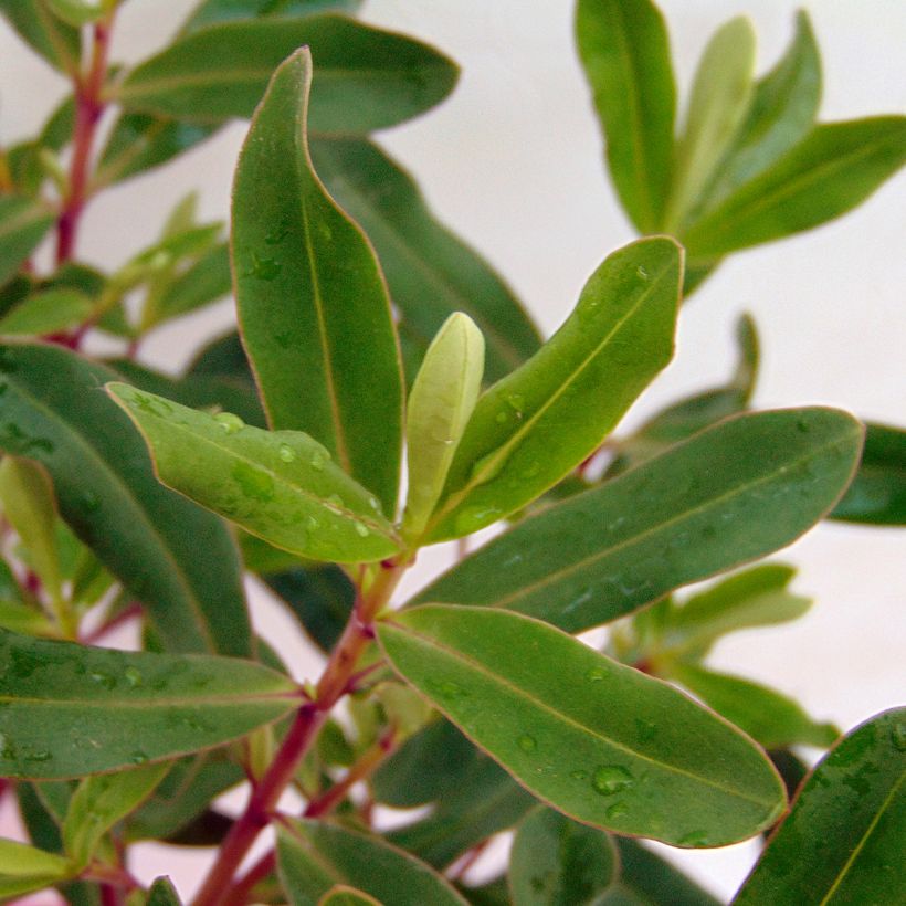 Hebe Wiri Charm (Folhagem)